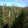 Een-appelboom-op-school;-Ekoplaza-maakt-het-mogelijk! Een-appelboom-op-school;-Ekoplaza-maakt-het-mogelijk!